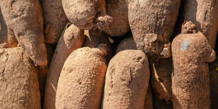 Пачка пуна-батата