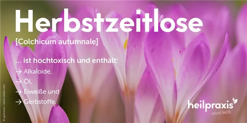 Ингредиенты осенних крокусов