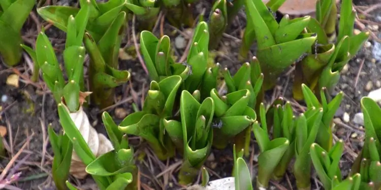 Молодые ядовитые крокусы