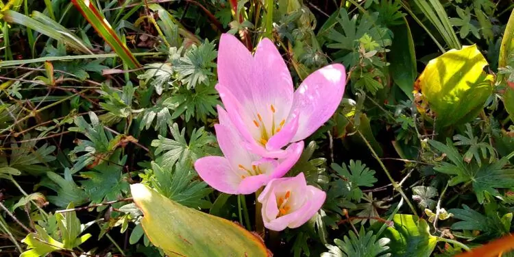 Цветущий осенний крокус