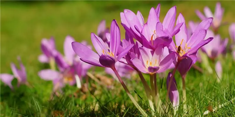 Осенний безвременник – яд, медицина и история