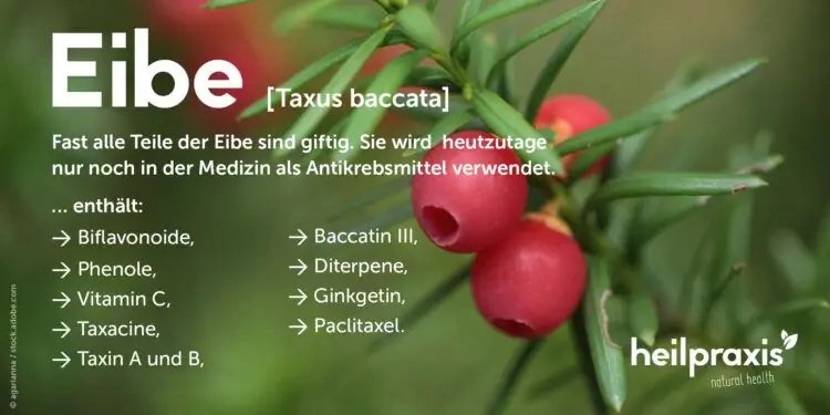 составные части тиса