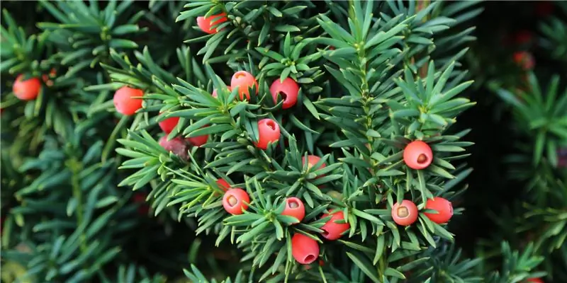 Тис – мифы, история и применение