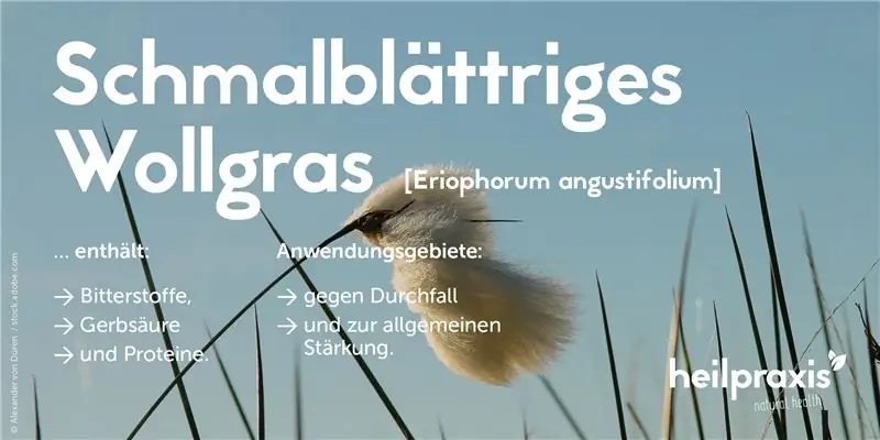 Обзор ингредиентов и областей применения пушицы узколистной