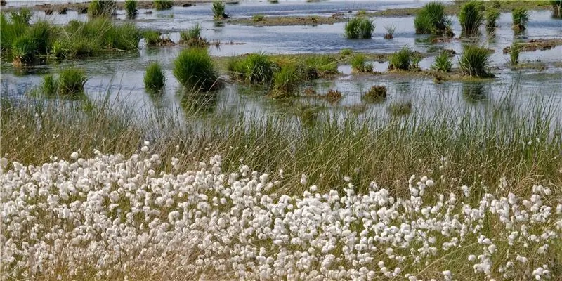Пушица узколистная - ботаника, народная медицина и действие