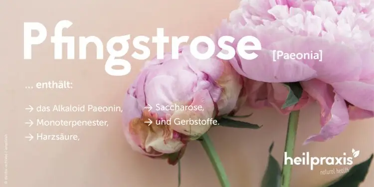 составляющие пиона