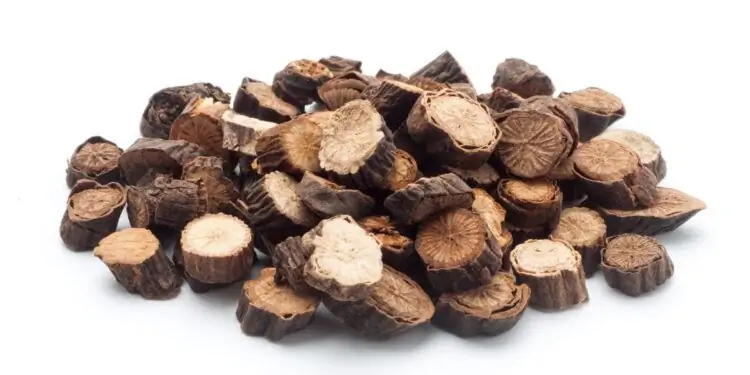 срезанные корни китайского пиона