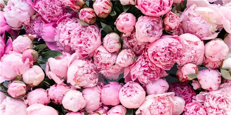 Пион - народная медицина, ботаника и история