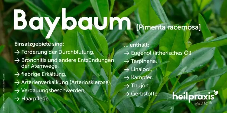 Обзор областей применения и ингредиентов лаврового дерева