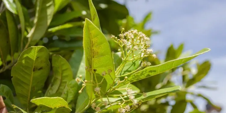 Листья лаврового дерева и цветы крупным планом