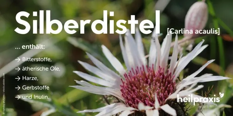 Ингредиенты чертополоха серебристого