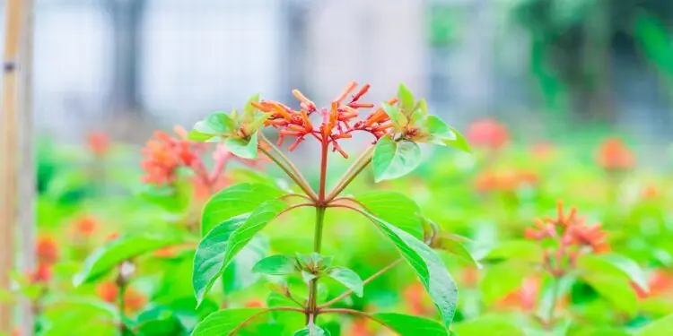 Растение Quassia Amara крупным планом