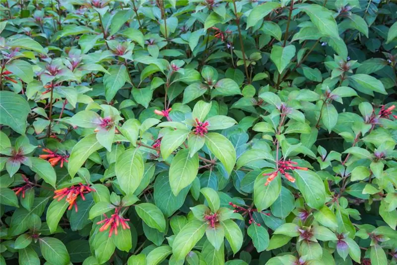 Квасия (горькая древесина) – действие и применение