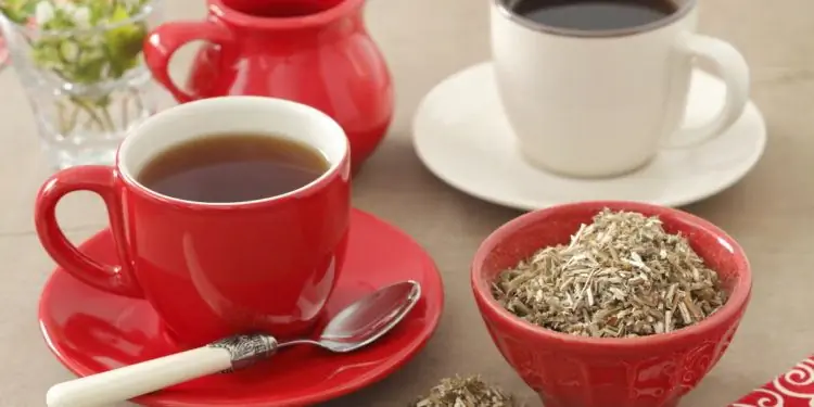 Сушеная шандра с чашкой чая