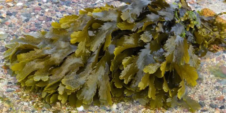 Куча зеленых коричневых водорослей на гальке