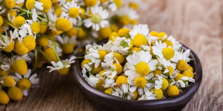 Куча ромашковых растений рядом с чашей с ромашковыми цветами на деревянном столе