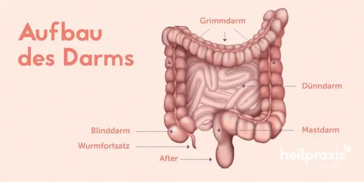 Схематическое изображение строения кишечника