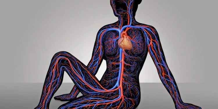 Схематическое изображение сердца и сосудов в организме женщины