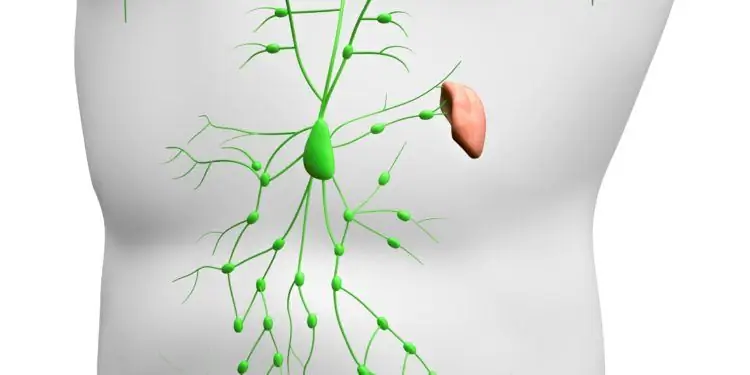 Схематическое изображение лимфатической системы в верхней части тела