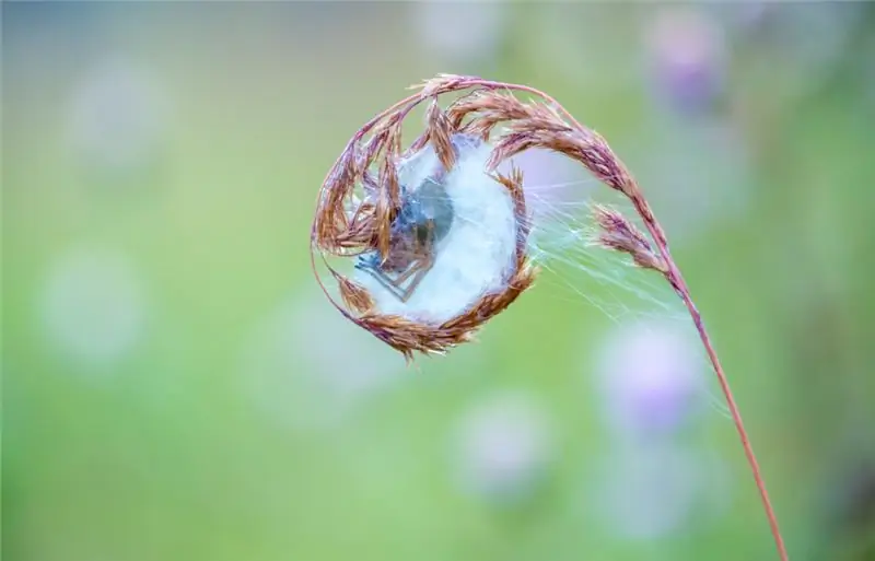 Ядовитые животные могут быть смертельными для человека. Тот, кто едет в дальние страны, должен получить исчерпывающую информацию. Это может спасти жизнь в экстренной ситуации после укуса или укуса. Здесь показан колючий палец медсестры. Изображение: Райнер Фурманн - fotolia