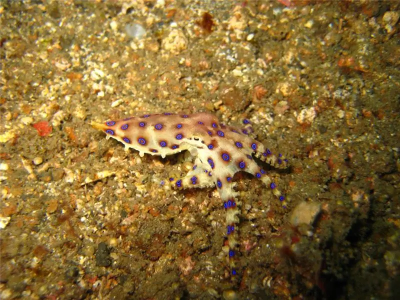 Ядовитый синекольчатый осьминог. Изображение: Wernerrieger - fotolia