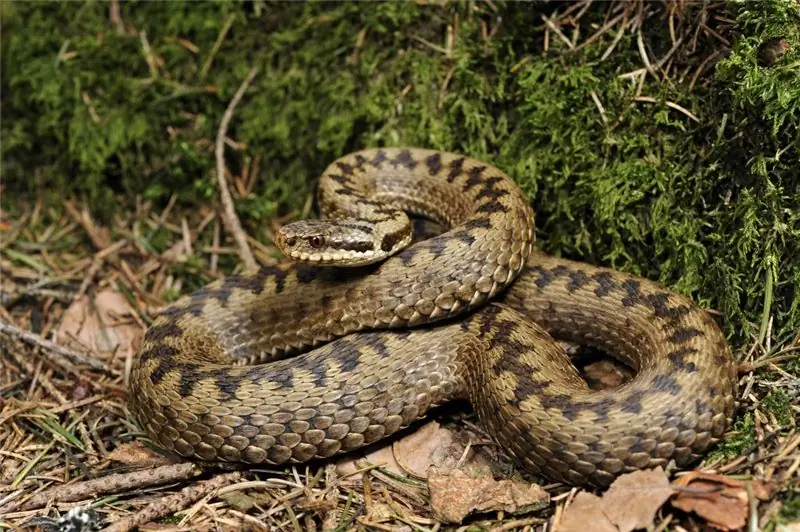 Ядовитая гадюка. Изображение: Беннитрапп - Фотолия