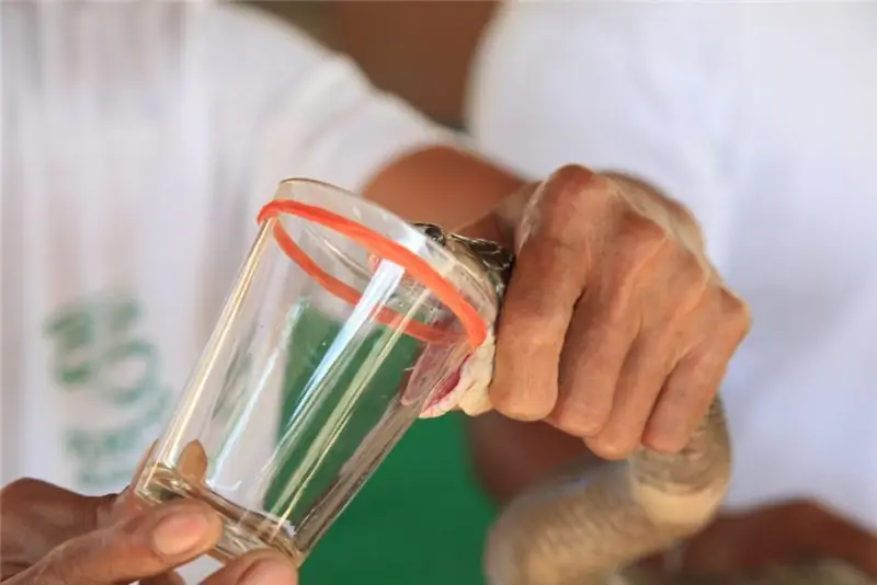 яд молочной змеи. Изображение: Bender1982 - Фотолия