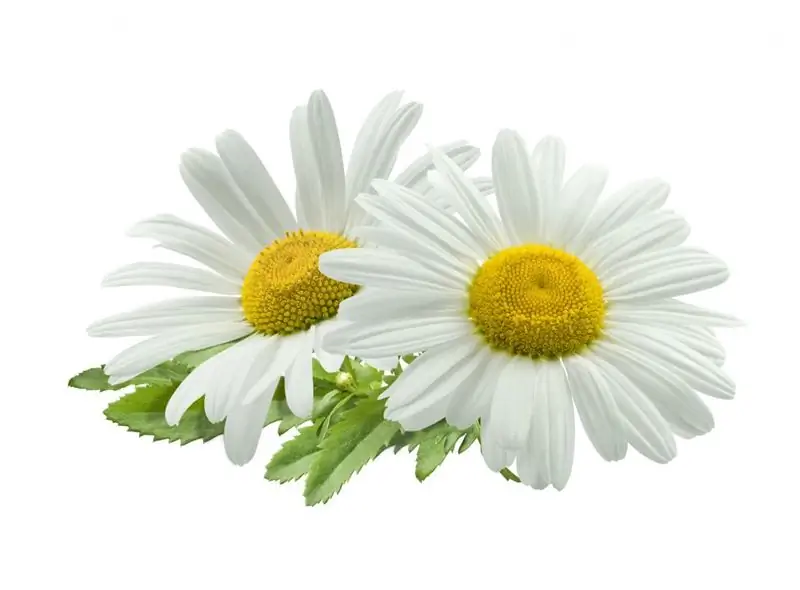 Компрессы на основе ромашки оказывают противовоспалительное и антибактериальное действие, способствуют заживлению кровяного волдыря. (Изображение: kovaleva_ka/fotolia.com)