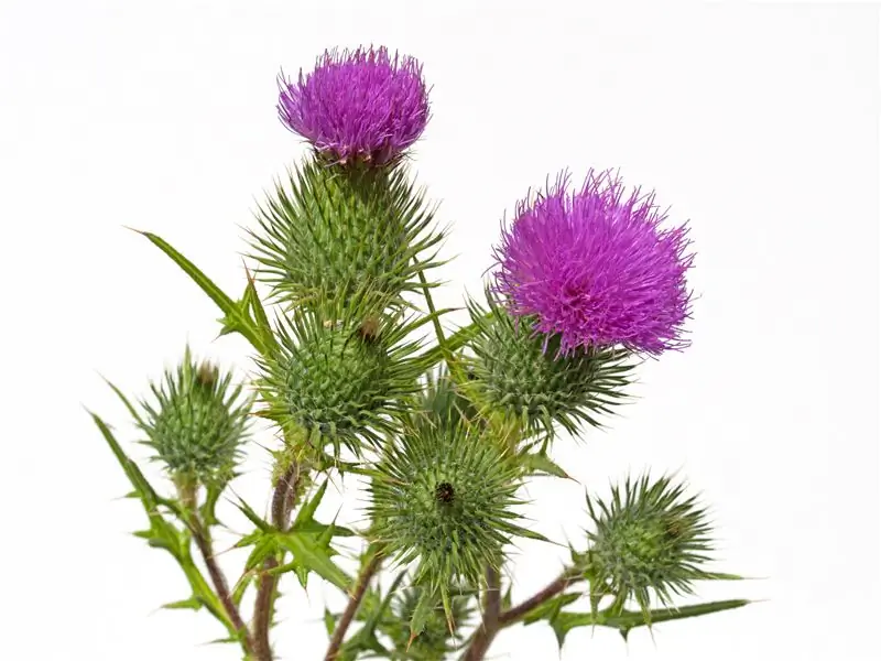 Детоксикация печени – лучшие домашние средства