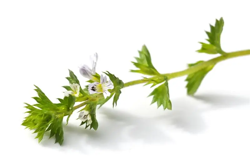 Натуральные домашние средства от конъюнктивита