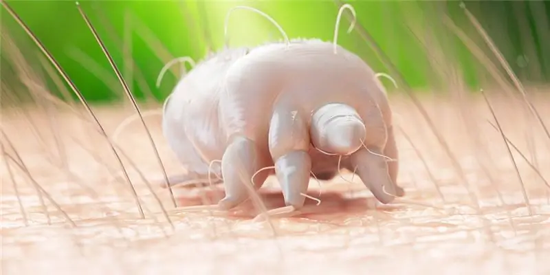 Чесотка часто поражает и психику