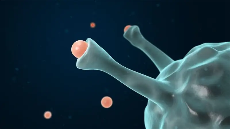 Исследование: как развиваются приступы астмы