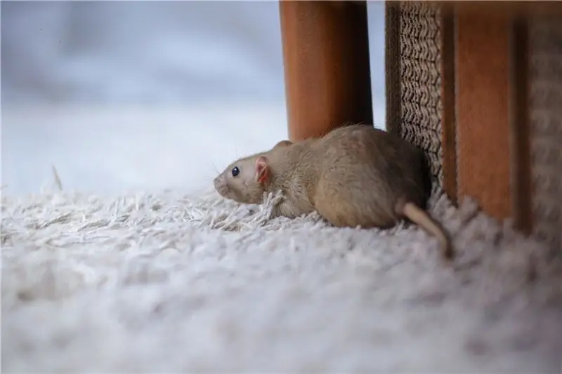 Хантавирус: заражение вирусом азиатского типа впервые обнаружено в Германии