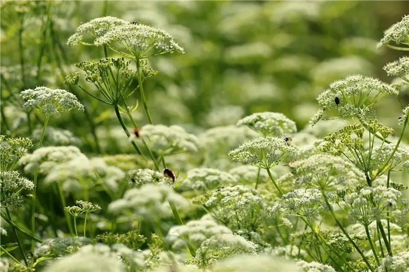 Гирш: восполняйте суточную норму витамина С дикорастущими травами