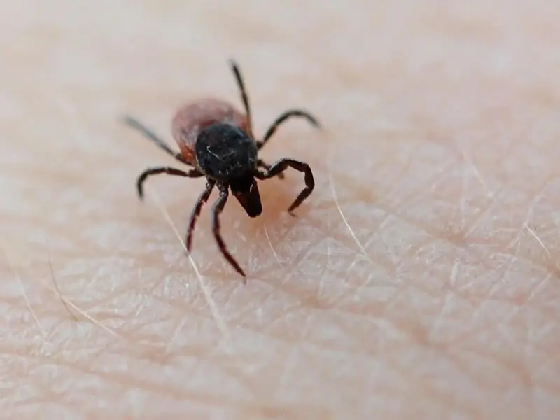 Мягкая зима: опасайтесь клещей