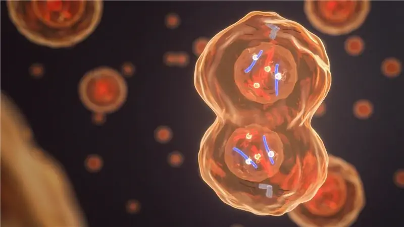 Расшифровка размножения бактерий: внутренний часовой механизм контролирует деление клеток