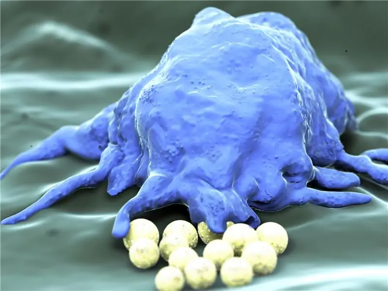 Иммунная система: фагоциты в атакующем режиме