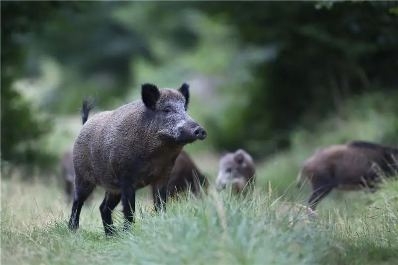 Африканская чума свиней распространяется – опасность для человека?