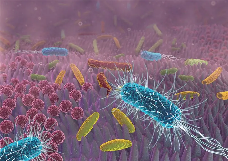 Сальмонелла: Почему здоровая кишечная флора защищает от инфекций?