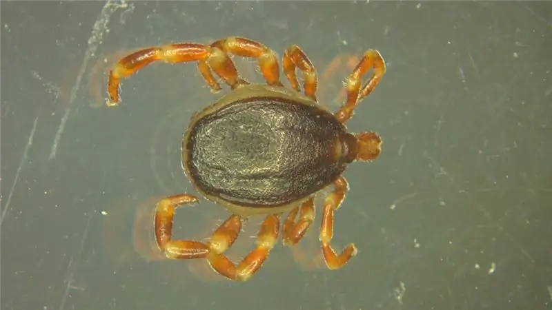 Тропический клещ Hyalomma