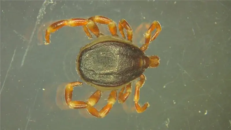 Гиаломный клещ: в Германии впервые обнаружена передача сыпного тифа