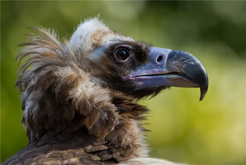 Великая гибель стервятников из-за обезболивающего диклофенака