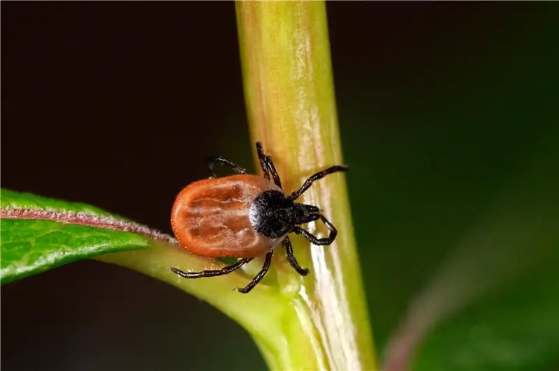 Укусы клещей: клещи могут передавать чрезвычайно редкий, но очень опасный вирус Powassan