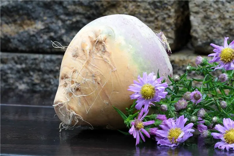 Полезные овощи: Зимние корнеплоды: Старая добрая шведка