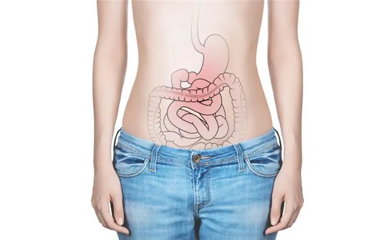 Кишечные бактерии контролируют чувство голода. Изображение: ALDECAstudio - fotolia