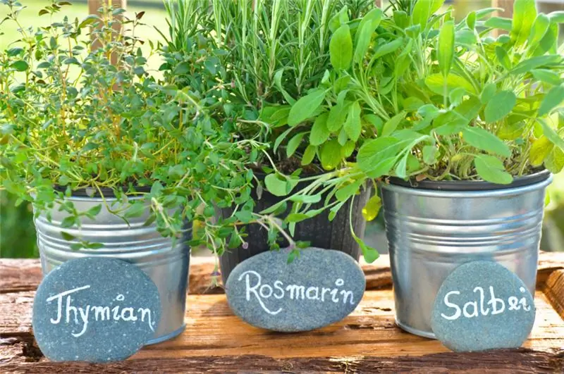 Свежие специи из собственного сада можно заморозить для последующего использования. (Изображение: Marble/fotolia.com)