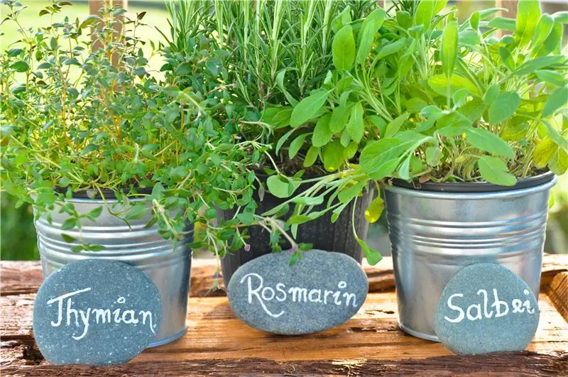 Сохраните немного лета – сохраните травы сейчас