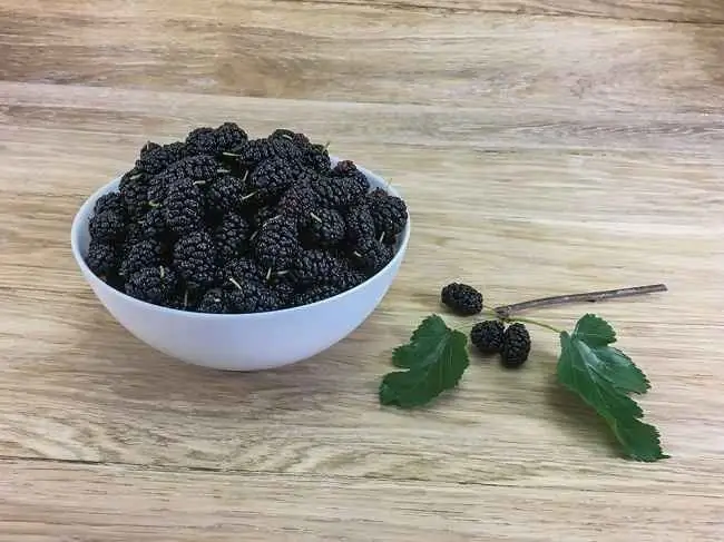 Узнаем больше о пользе тутового дерева