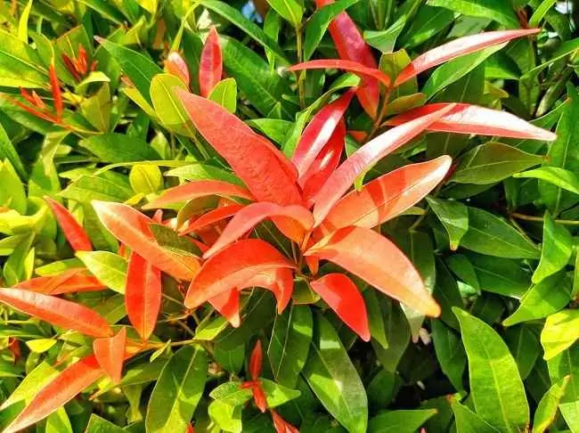 Выбирая Red Tops преимущества для здоровья