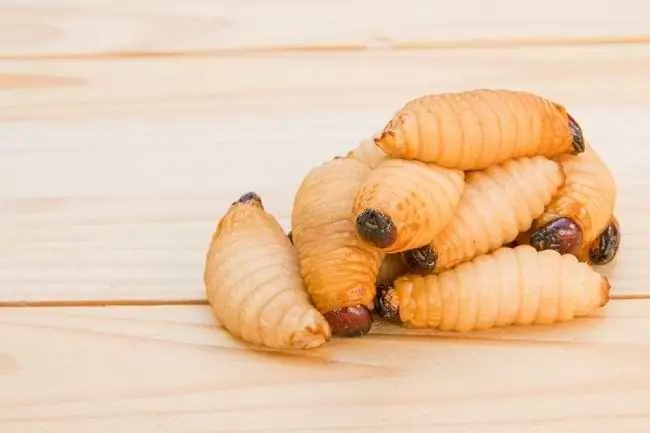 6 преимуществ гусениц саго для здоровья, которые жаль упустить